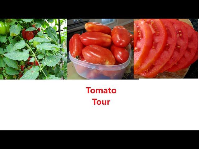 Tomato Tour