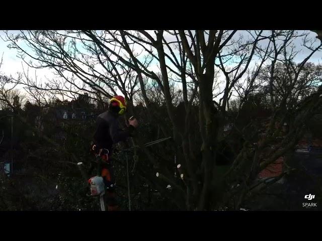 How to prune Sycamore trees 