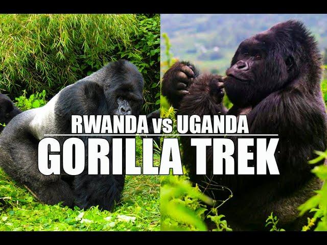 Where to go gorilla trekking (Rwanda vs Uganda)#gorillas| best place to see gorillas in Africa.