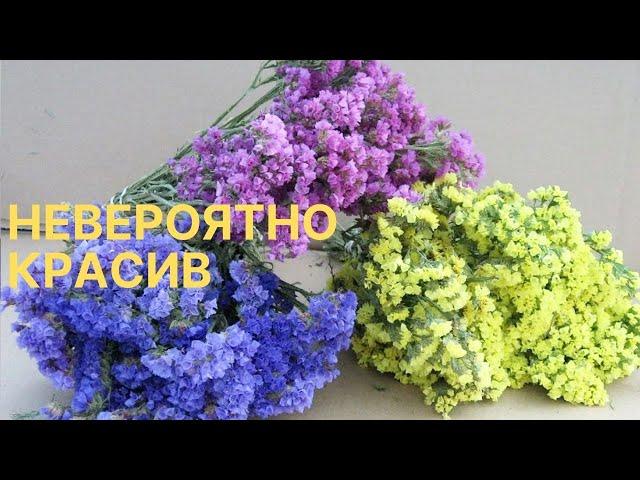 НЕОБЫЧАЙНО красивое растение как для ЦВЕТНИКА, так и для СУХОЦВЕТА