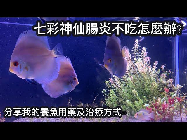 教你如何處理七彩突然不吃!!分享治療和用藥經驗~ | 水族系列