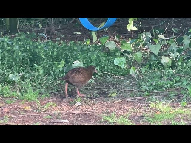 Cheeky Weka, Riwaka, New Zealand (8-28-22)