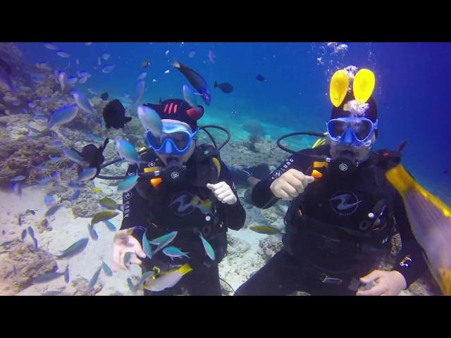 [CEBU Scubadiving] 세부 올랑고 섬에서 진행된 체험 펀다이빙! 이곳이 바로 물반 고기반