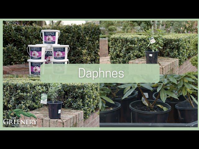 Daphne Varieties & How to Care For Them | The Greenery Garden & Home