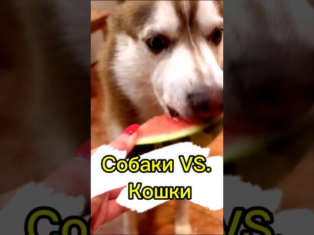 ПОДПИСЫВАЙСЯ, больше видео в профиле!️ #хаски #хаскивидео #юмор #собака #собакаулыбака #питомцы