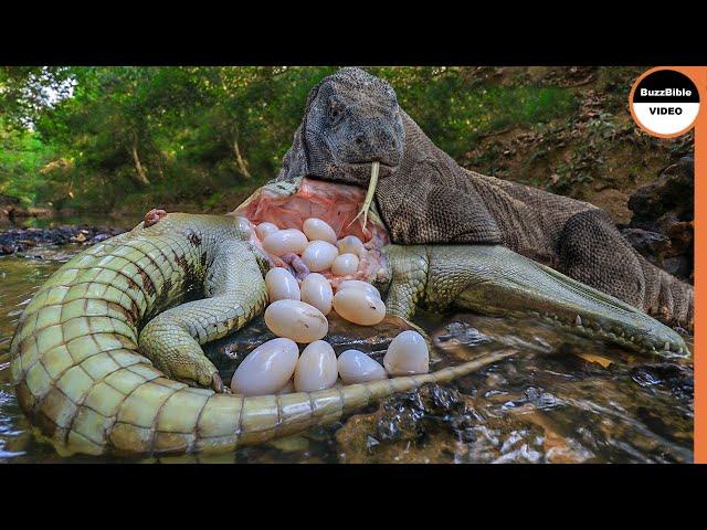 Crocodile’s Eggs are Delicious Meal For Lizards