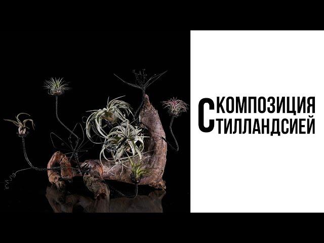 Композиция с тилландсией от Макса!