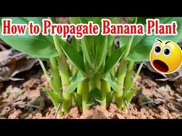 The World should know this technique How to propagate Multiple Banana Trees