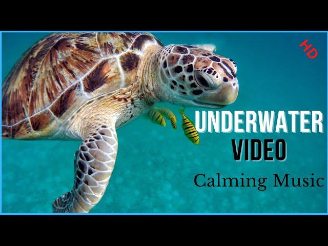 Beautiful Underwater Blue Ocean Calming Music, Relaxing 2021