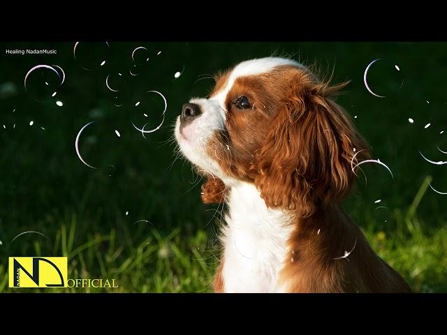 10 Hours Calming Sleep Music  Stress Relief Music, Insomnia, Relaxing Sleep Music  Puppy Baby Dog