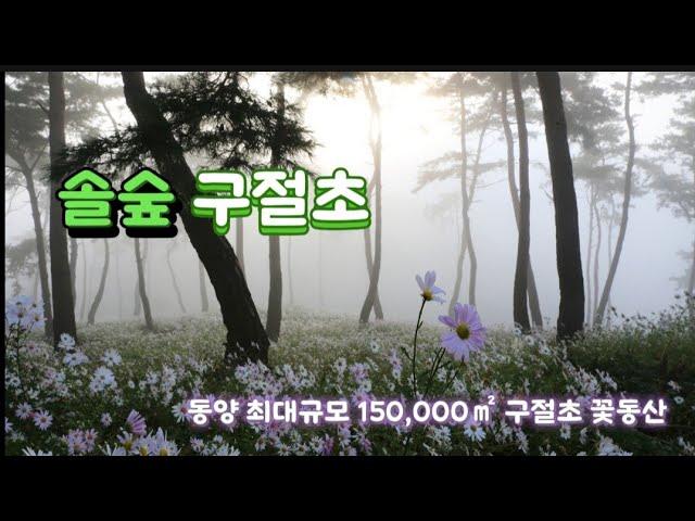 구절초명소 | 동양최대 45,000평 정읍 솔숲구절초 정원 | landscape photography | 4k