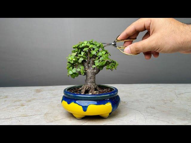 Making Bonsai Tree in 1 Year | Jade Plant | Repotting | Pruning | Portulacaria Afra