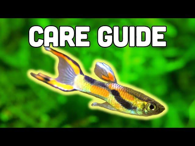 Endler's Livebearer Care Guide - Easiest Livebearer for Beginners