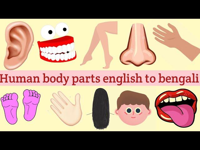 Human body parts for kids। Human body parts english to bengali translation l