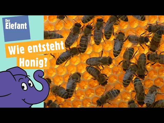 Wie machen Bienen Honig? | Der Elefant | WDR