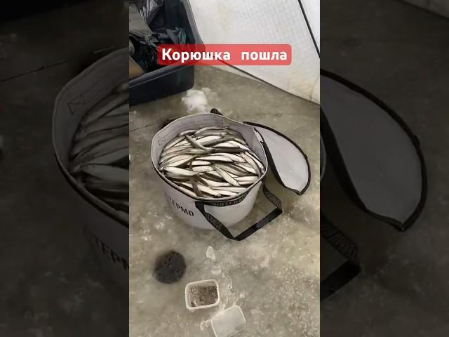 Рыбалка на Сахалине #сахалин #корюшка