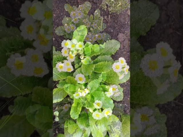 Примула primrose.#примула #shortsvideo