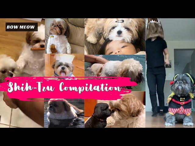 Cute funniest Shih-Tzu compilation - Try not to laughFunny animal compilation | Awww animals