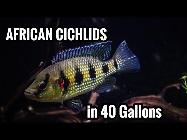 Top 5 African Cichlids in a 40 Gallon Aquarium