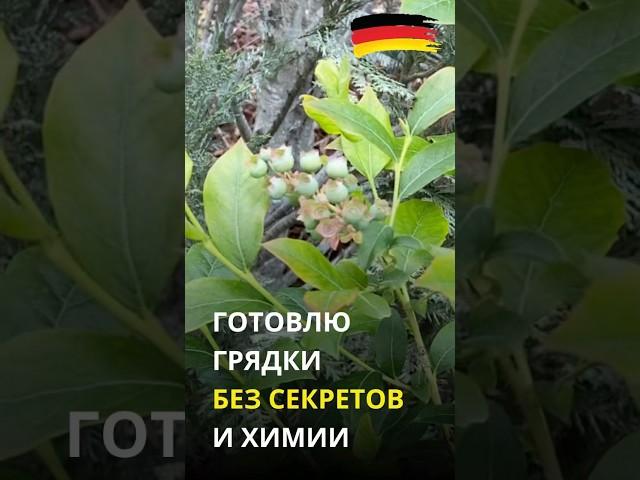 Почему все растет и радует? Что за земля в грядках?