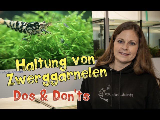 Haltung von Zwerggarnelen von Sarafaris Shrimps  - Tipps/ Dos & Don't