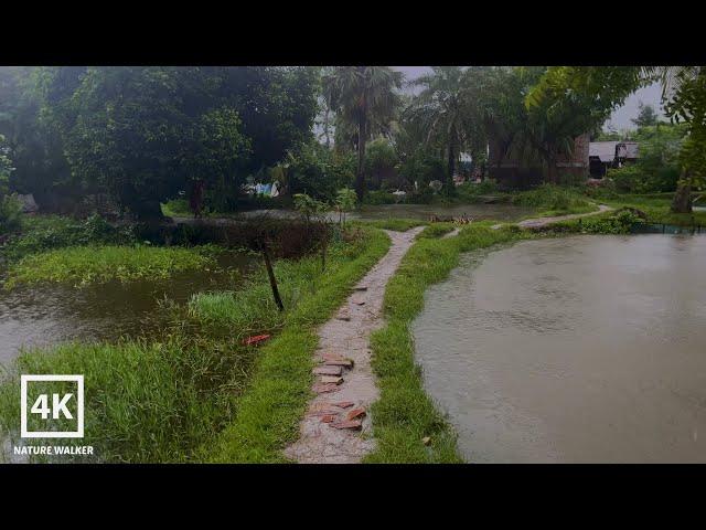 Rainy Day Walk through a Beautiful Green Village in Bangladesh |Village rain-Village life- #4k #rain