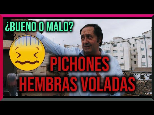 PICHONES ️️️ ¿Mucha hembra o poca? ‍