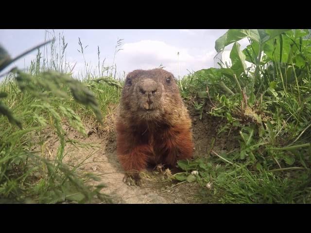 Daily routine of a cute woodchuck