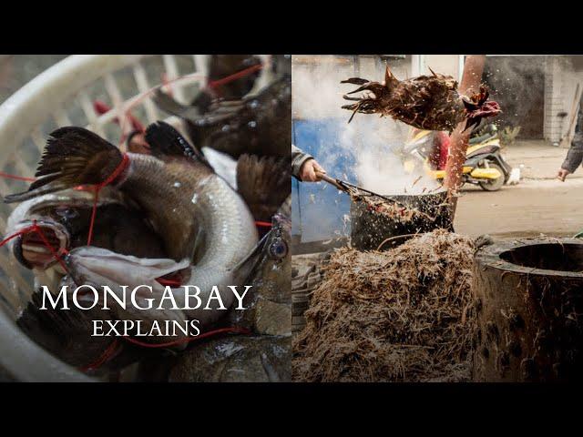 What are Wet Markets? | Mongabay Explains