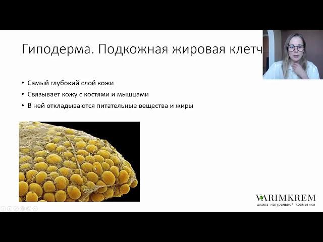 Строение и функции кожи