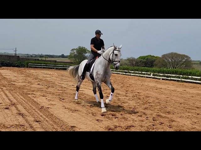 FEI Prix Saint George. Lusitano Gelding. 7yold. Scholling GP exercises.