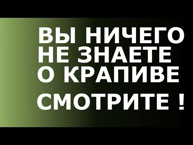 КРАПИВА -  это НАХОДКА для молодости Вашего организма