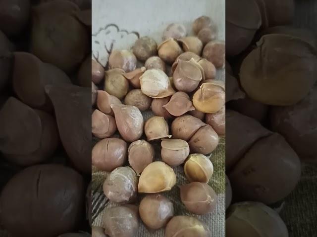 БУЛЬБОЧКИ ЧЕСНОКА РОКАМБОЛЬ // ВАЦАП ДЛЯ ЗАКАЗА 89152458159 ПИСЬМЕННО