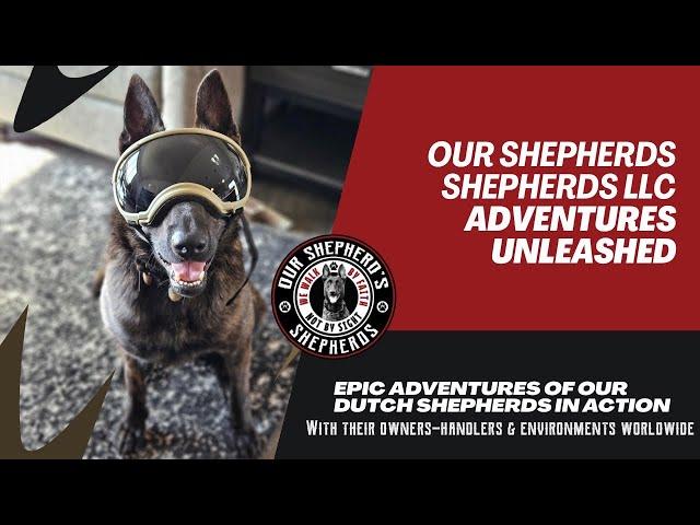 "Amazing Dutch Shepherd & Malinois Owners | Training, Handling & Daily Life”
