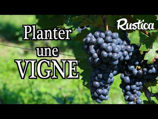 Comment réussir la plantation d’une vigne ?