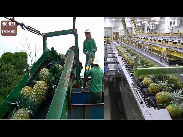 How To Harvest Pineapple? Amazing Modern Agriculture  Pineapple Farming Harvesting And Processing.