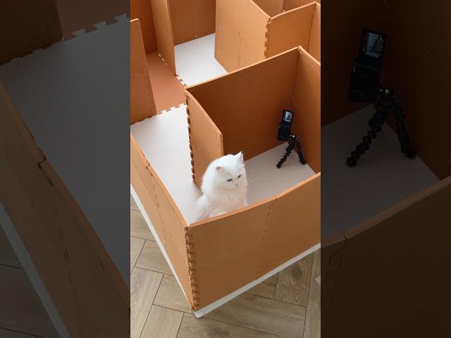 Where did the exit go?! #cats #catvideos #maze #catlogic