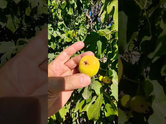 Сезон инжира открыт. 23.08.23. Горадиль - Апшерон