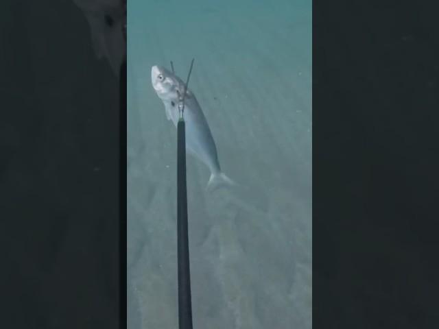 Spearfishing Bluefish In South Florida