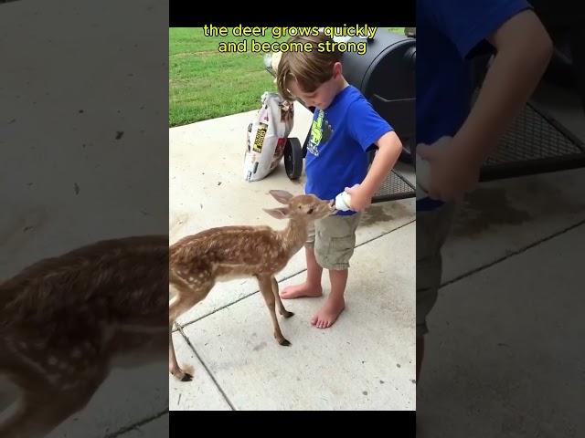 From Rescue to Freedom: The Heartwarming Story of a Baby Deer