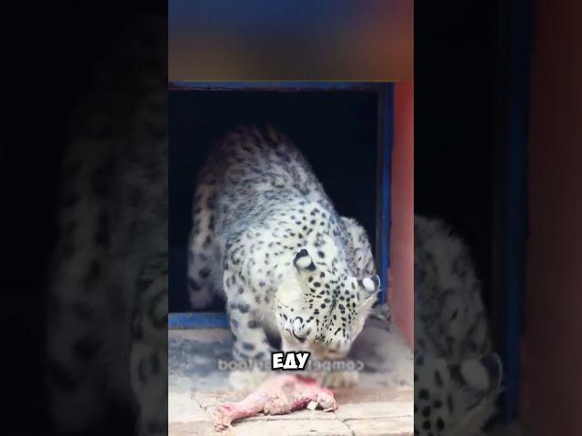 Новый друг для Снежного Барса  #животные #милыеживотные