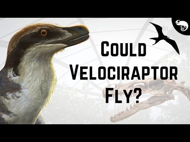 New Evidence Suggests That Velociraptor Could Fly!