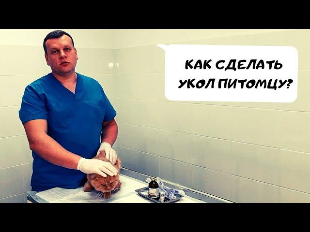 КАК СДЕЛАТЬ УКОЛ ПИТОМЦУ?