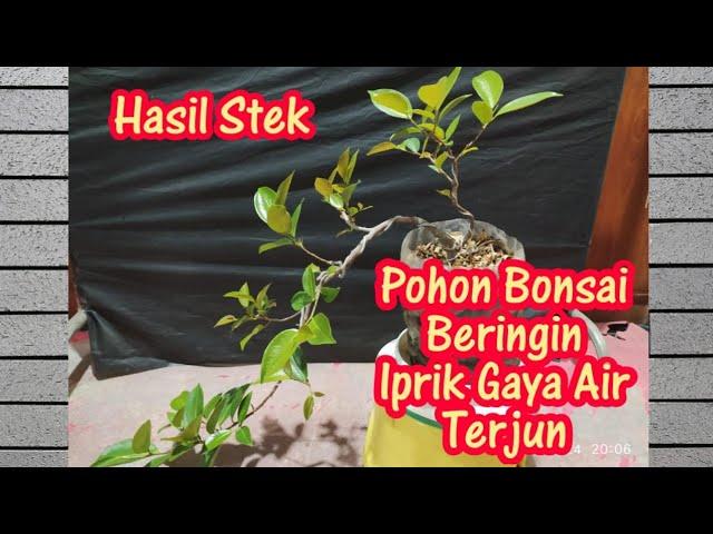 CARA MEMBUAT BONSAI POHON BERINGIN IPRIK GAYA AIR TERJUN.