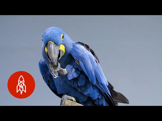 Meet the Biggest and Bluest Parrot in the World