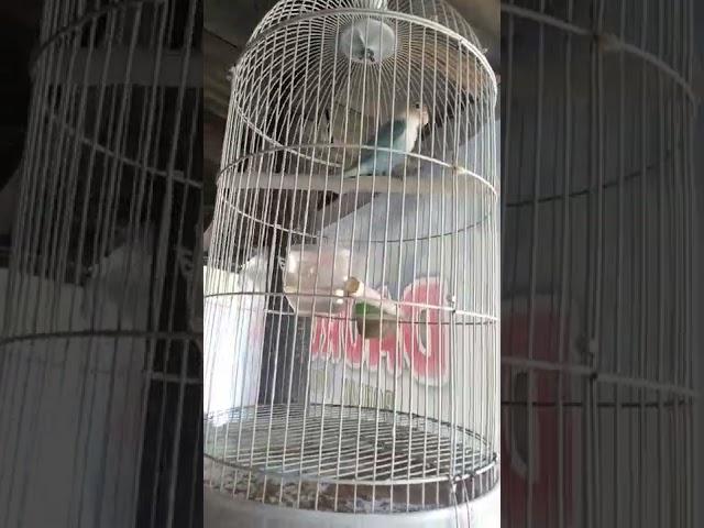 kicau ceria burung love bird #lovebird #burung #viral #burunggacor