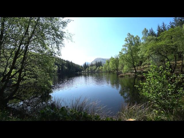 Dawson, Cocker Spaniel at Lochan- Glencoe Scotland (2/2)