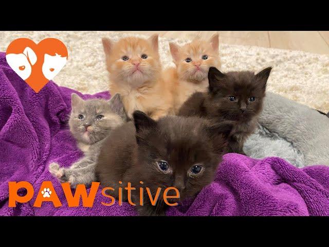  FORMERLY LIVE: 6 Newborn KittenCam 24/7 powered by | PAWsitive 