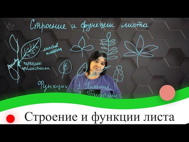 Строение и функции листа. 7 класс.