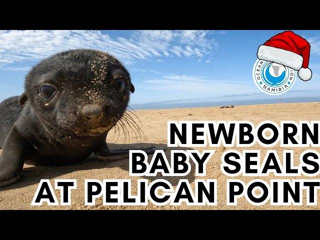 Newborn Baby Seals at Pelican Point - Happy Holidays from the OCN team!